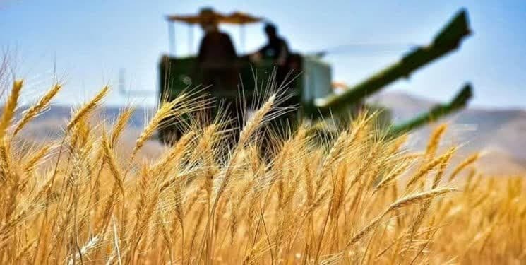 پرداخت مطالبات گندم کاران یزد تا پایان مهرماه