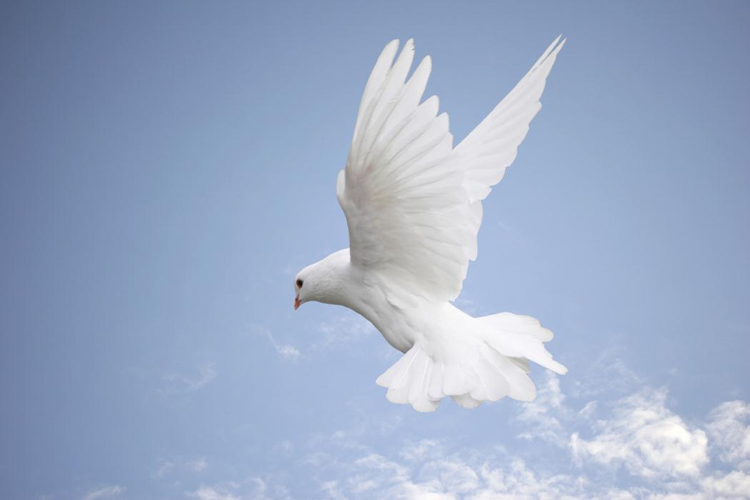 کمک بانوی یزدی به آزادی زندانیان جرائم غیر عمد