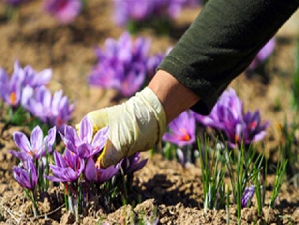 افزایش 100 هکتاری سطح زیر کشت زعفران در استان یزد