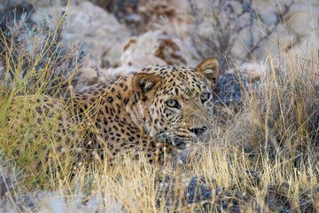 حضور پلنگ ایرانی ماده در بهاباد