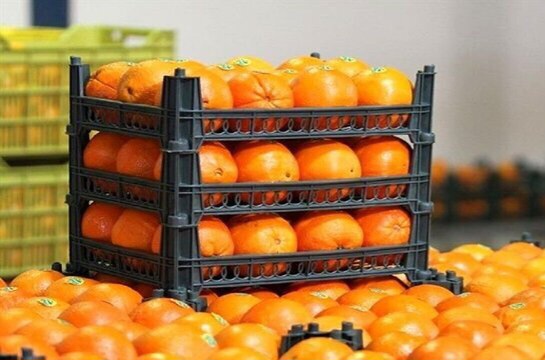 توزیع بیش از ۸۰۰ تن میوه تنظیم بازار شب عید در یزد