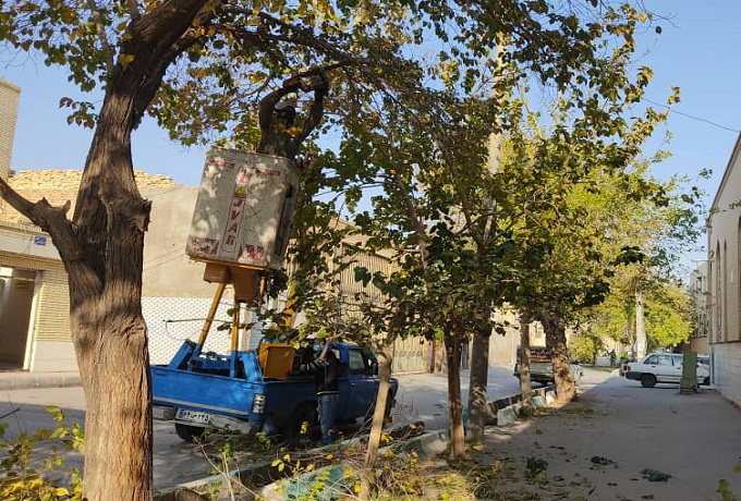 نگاه ویژه سازمان به درختان ارزشمند کوچه باغ های قدیمی شهر یزد