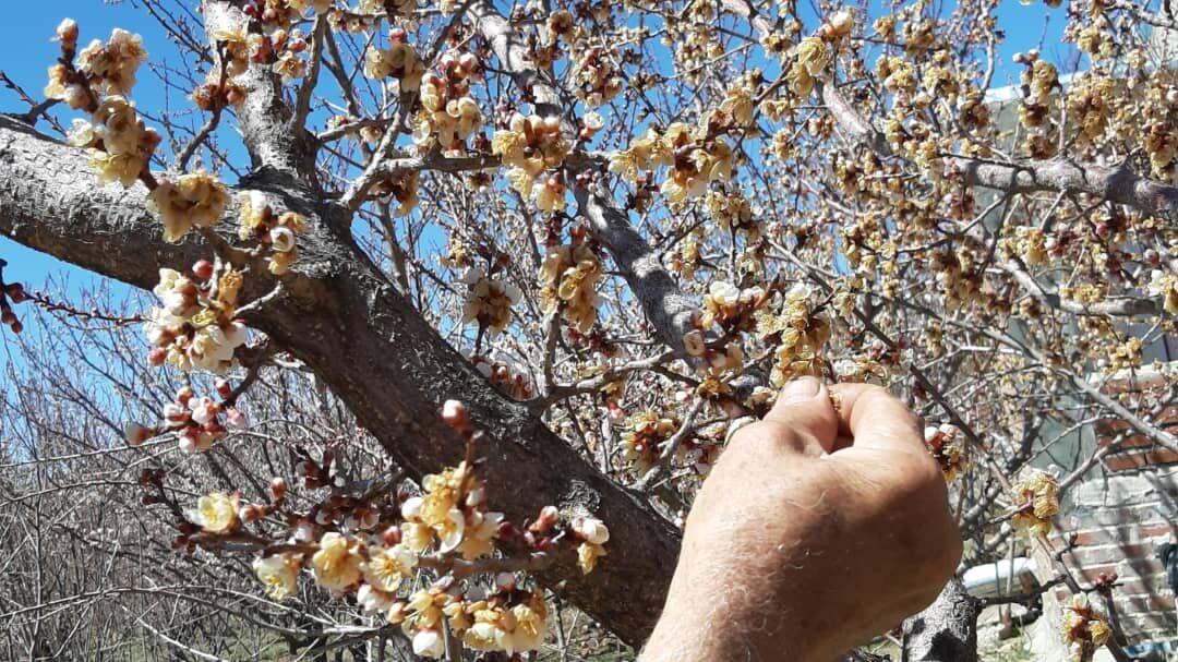 سرمازدگی بیش از 3 هزار هکتار از باغات گاریزات و کهدوئیه