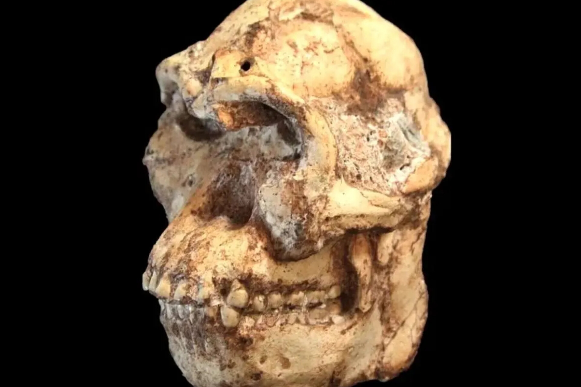 کشف جمجمه ۳ میلیون ساله‌ مرموزی از جد ناشناخته انسان ها