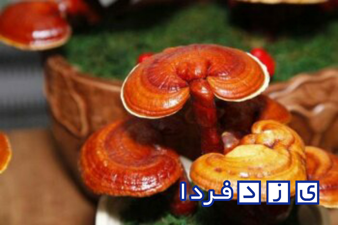 برگزاری کارگاه «گانودرما» در مرکز رشد جهاد دانشگاهی یزد