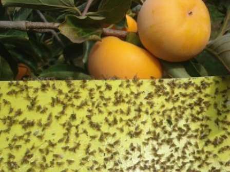 کنترل آفت مگس مدیترانه ای در یزد