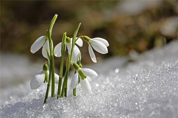 تداوم سرما و یخبندان شبانه در استان یزد