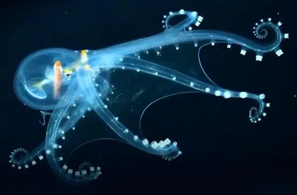 ببینید| اختاپوس شیشه‌ای؛ موجودی شفاف از اعماق تاریک اقیانوس‌ها